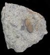 Cyclopyge An Unusual Pelagic Trilobite #40143-3